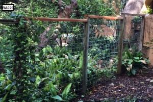 wooden fence with green groth on it- RA029